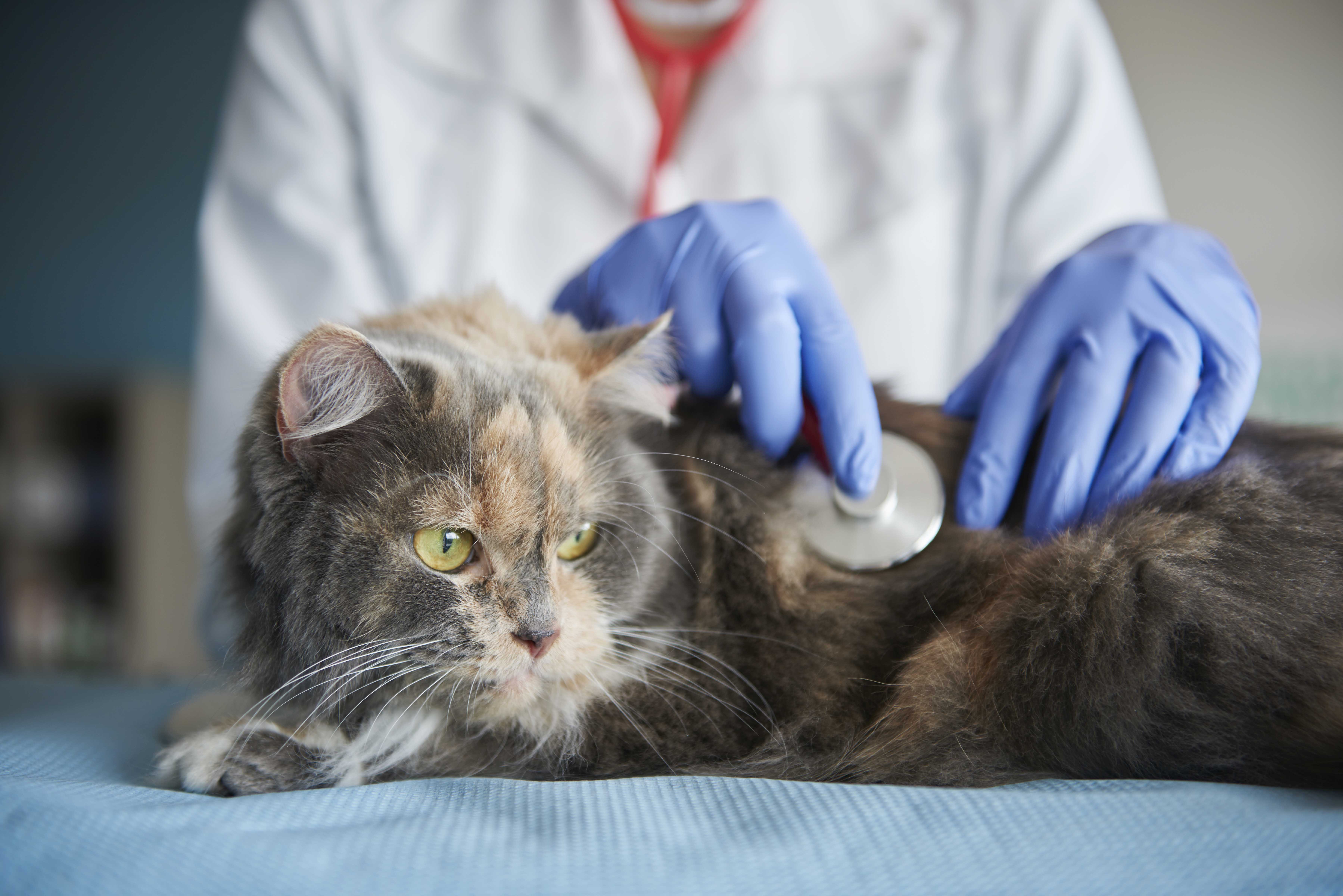 Estratégias de Marketing Digital para Clínicas Veterinárias